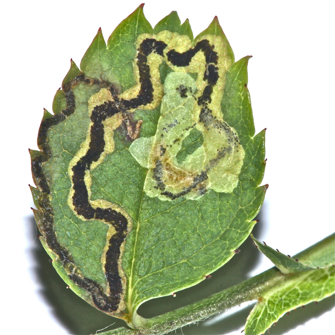 Blattminen der Kleinschmetterlingsgattung Nepticula = Stigmatella an Gartenrose