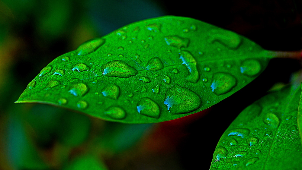 Blattmotiv nach dem Regenschauer.