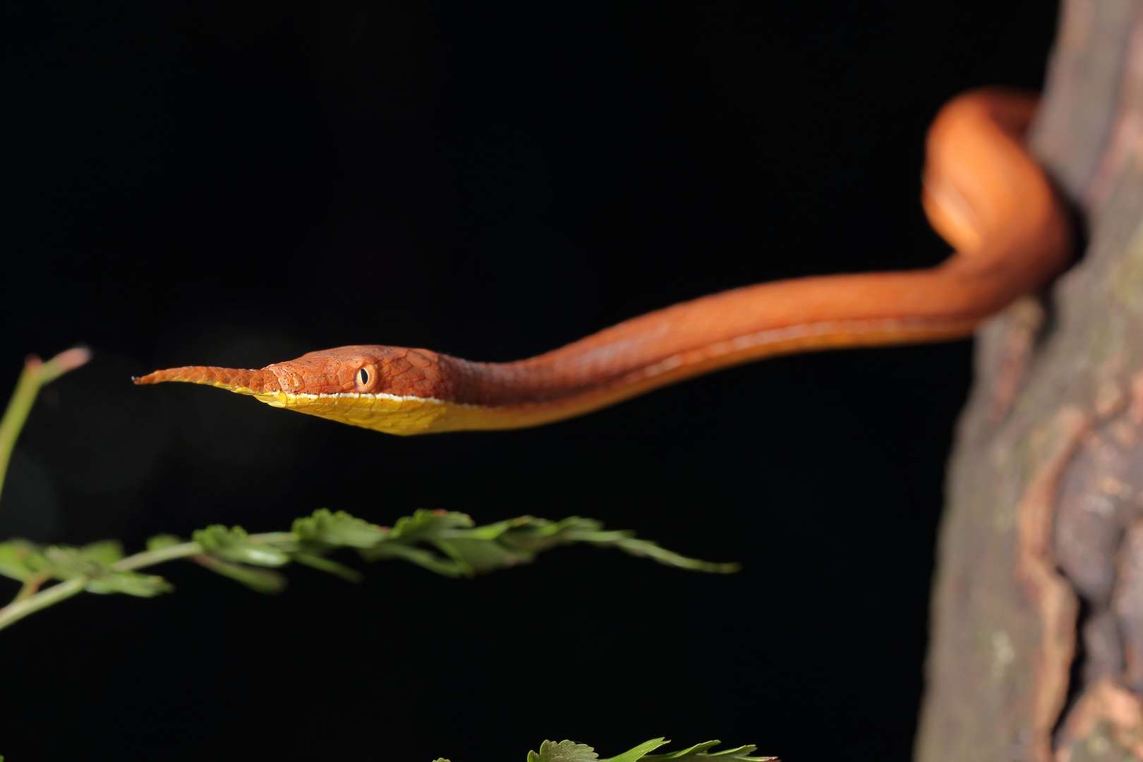 Blattnasennatter, Langaha madagascariensis