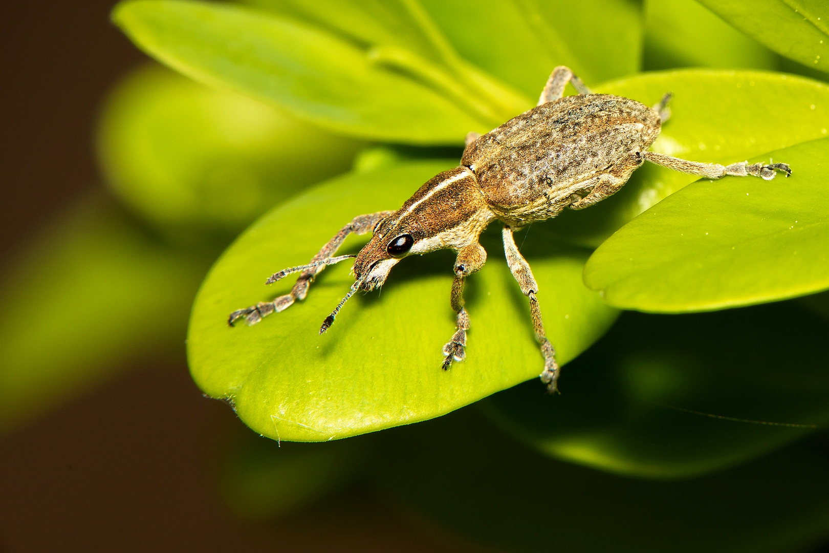 Blattrandkäfer Foto & Bild makro, natur, blätter Bilder auf