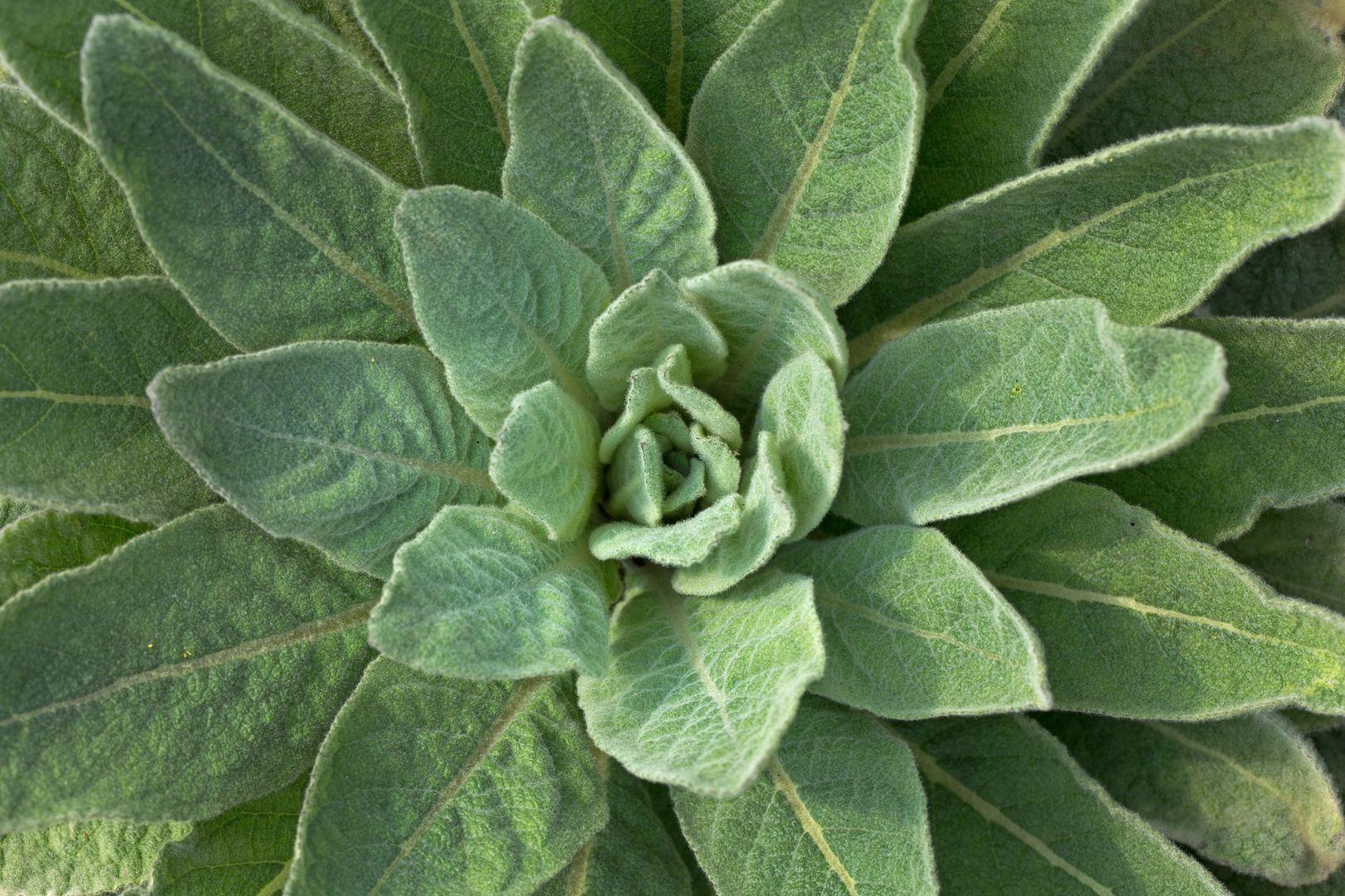 Blattrosette