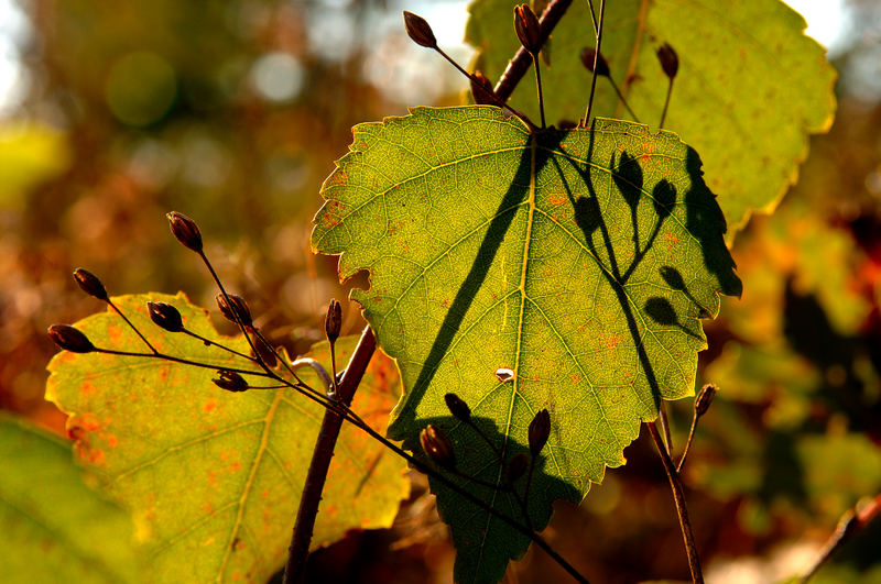 Blattschatten