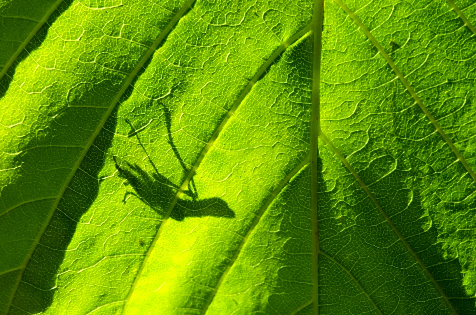 Blatt:schatten:schreck