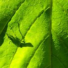 Blatt:schatten:schreck