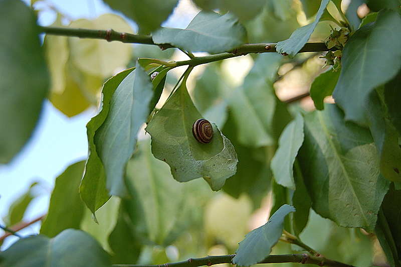 Blattschlafschnecke