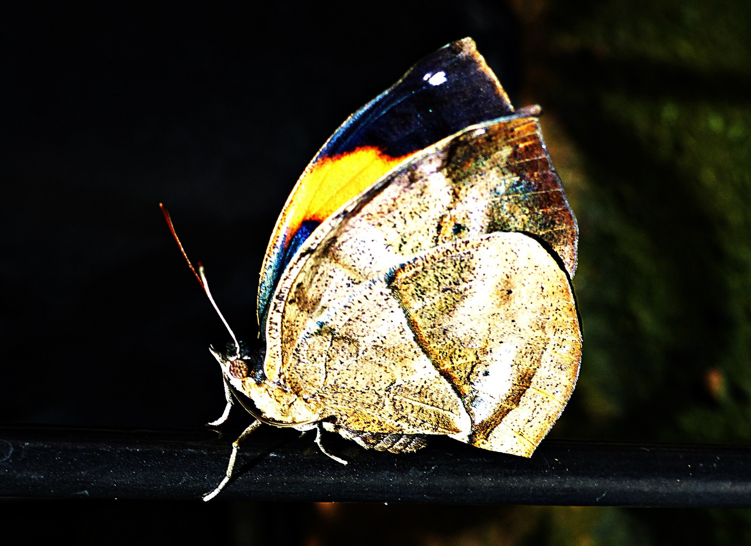 Blattschmetterling