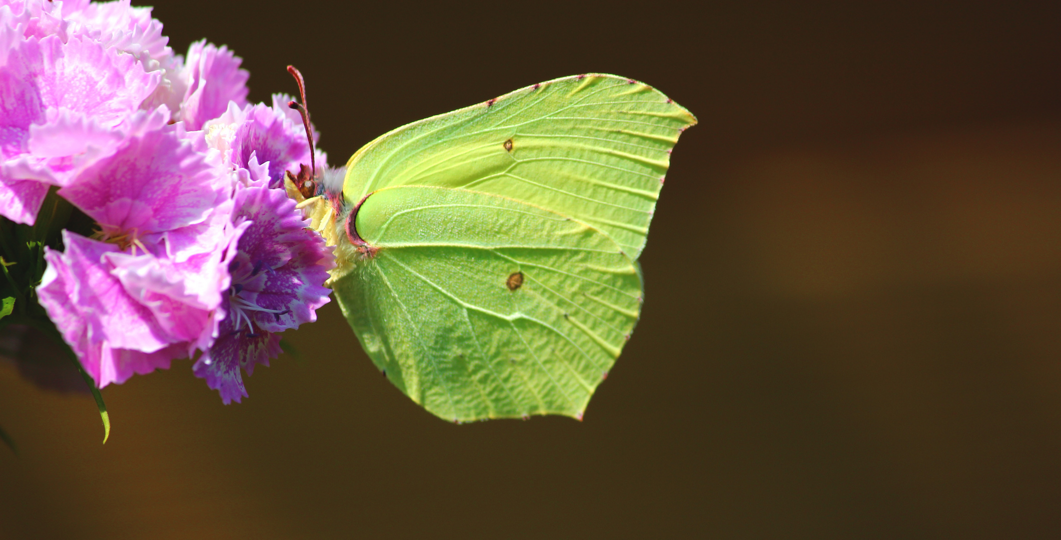 Blattschmetterling