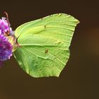 Blattschmetterling