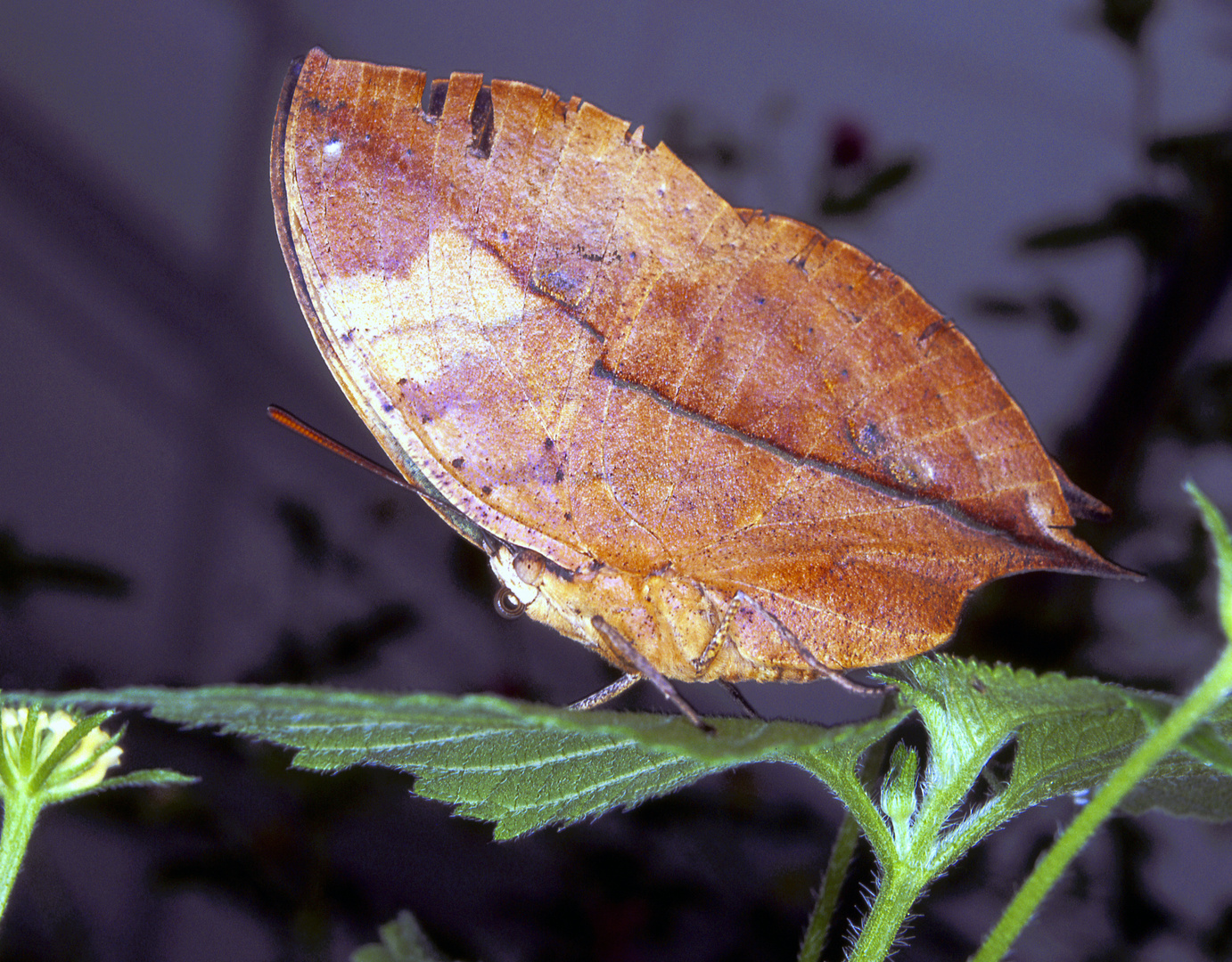 Blattschmetterling (Kallima paralekta)