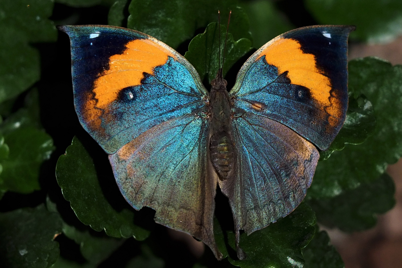 Blattschmetterling (Kallima paralekta)