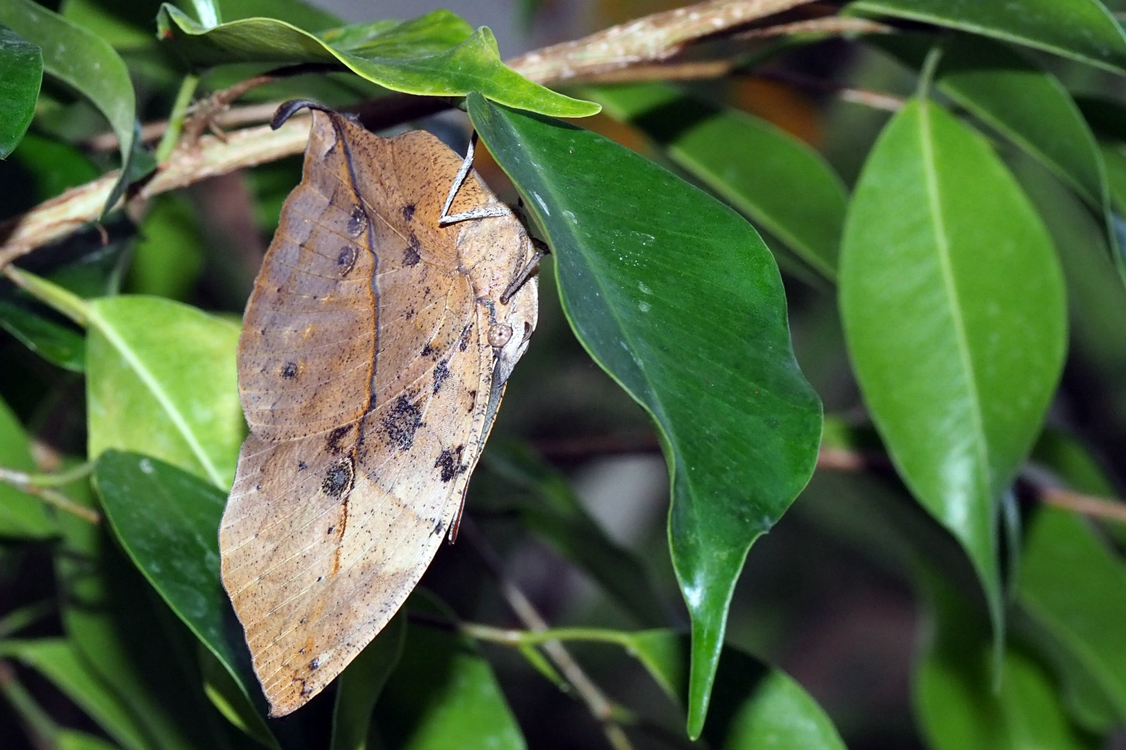 Blattschmetterling (Kallima paralekta)