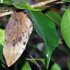 Blattschmetterling (Kallima paralekta)