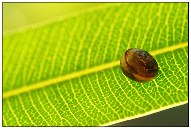 Blattschnecke