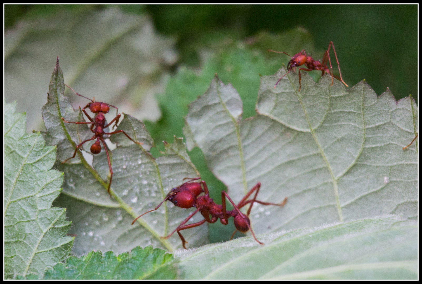 Blattschneide-Ameisen bei der Arbeit