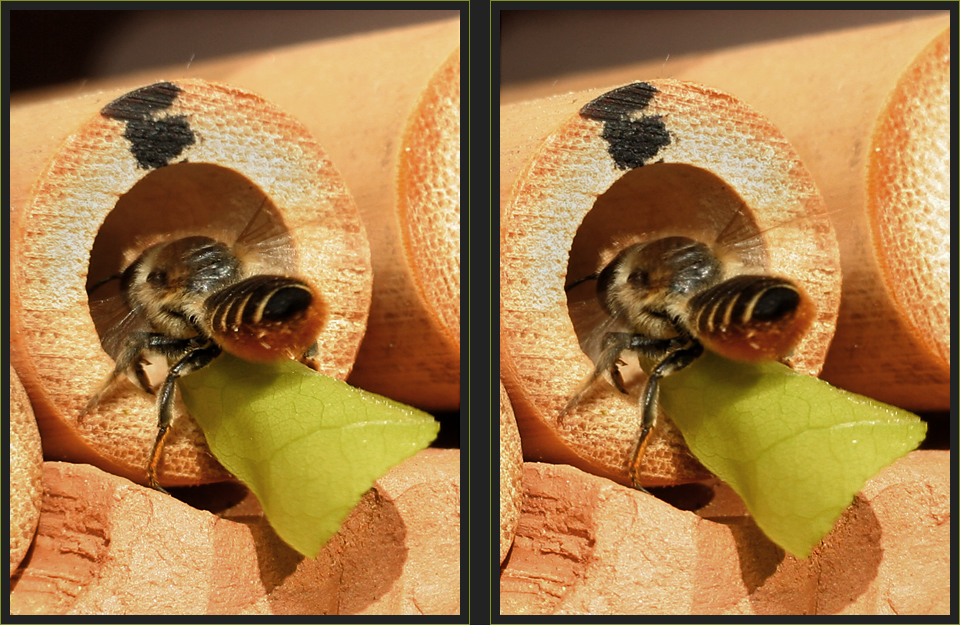 Blattschneiderbiene 3 [3D]