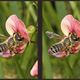 3D-Bienen