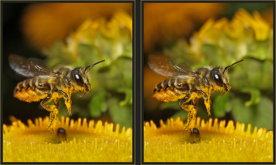 Blattschneiderbiene [3D]