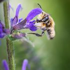 Blattschneiderbiene an Wiesensalbei