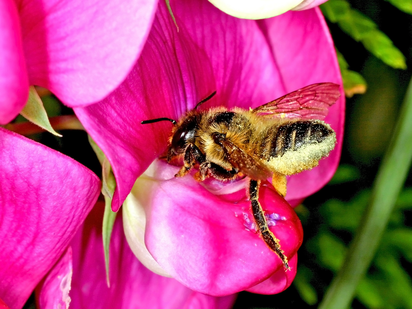 Blattschneiderbiene - Bauchsammlerbiene (Megachile sp.)