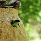 Blattschneiderbiene beim Nestbau