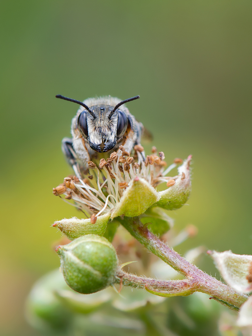 Blattschneiderbiene Foto & Bild natur, männchen, insekt Bilder auf