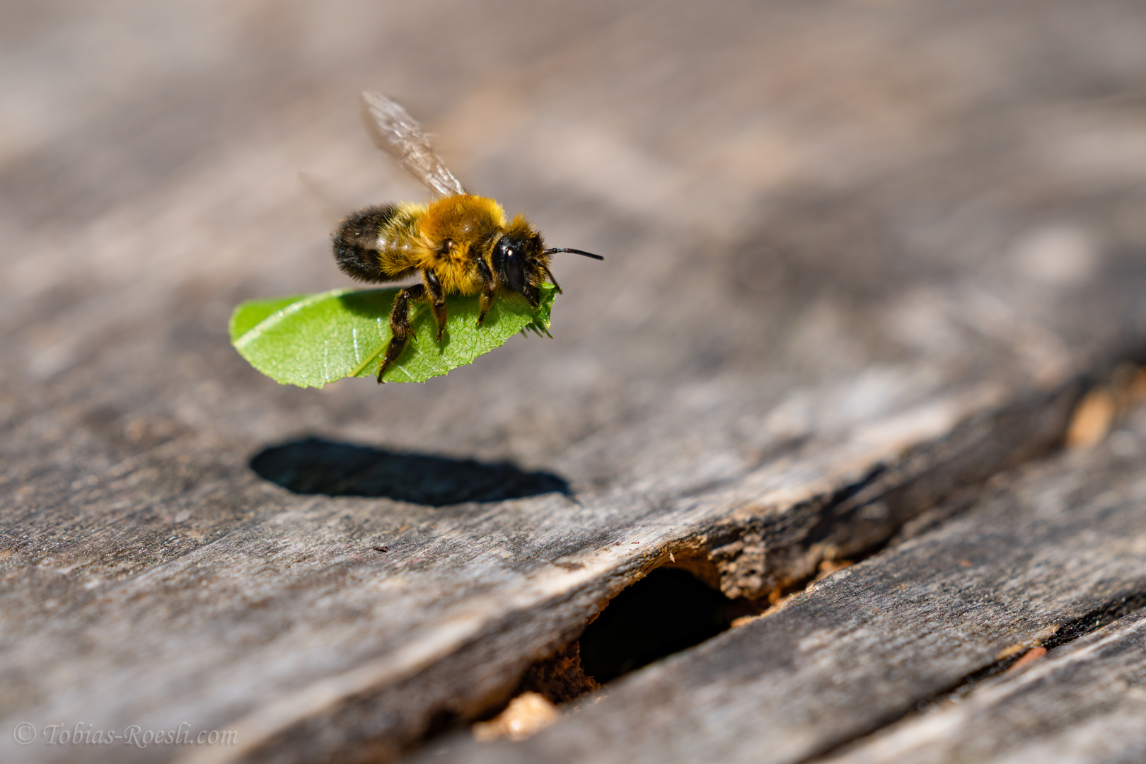 Blattschneiderbiene im Anflug Foto & Bild tiere, wildlife, insekten