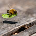 Blattschneiderbiene im Anflug