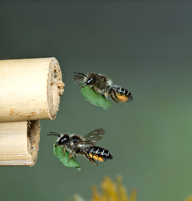 Blattschneiderbiene im Flug