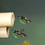 Blattschneiderbiene im Flug