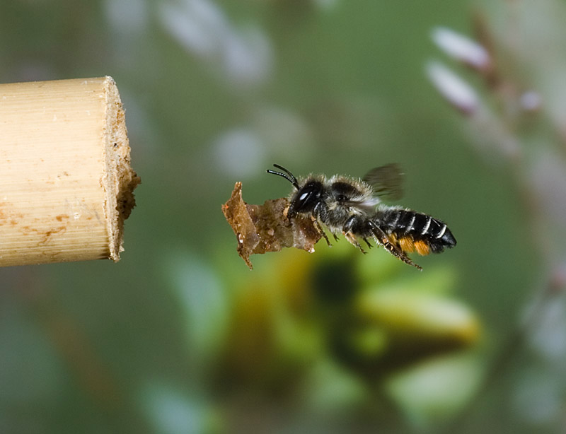 Blattschneiderbiene im Flug