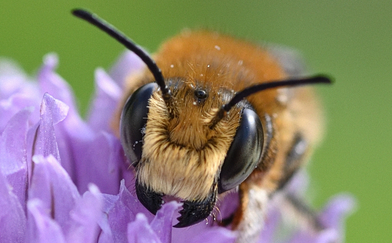 Blattschneiderbiene (Megachile sp.) ?