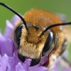 Blattschneiderbiene (Megachile sp.) ?