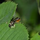 Blattschneiderbiene (Megachile willughbiella), Bild 2 von 5