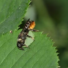 Blattschneiderbiene (Megachile willughbiella), Bild 3 von 5