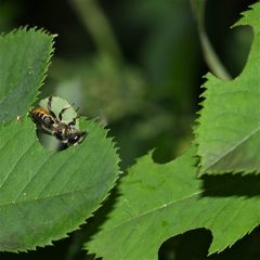 Blattschneiderbiene (Megachile willughbiella), Bild 4 von 5