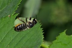 Blattschneiderbiene (Megachile willughbiella), Bild 5 von 5