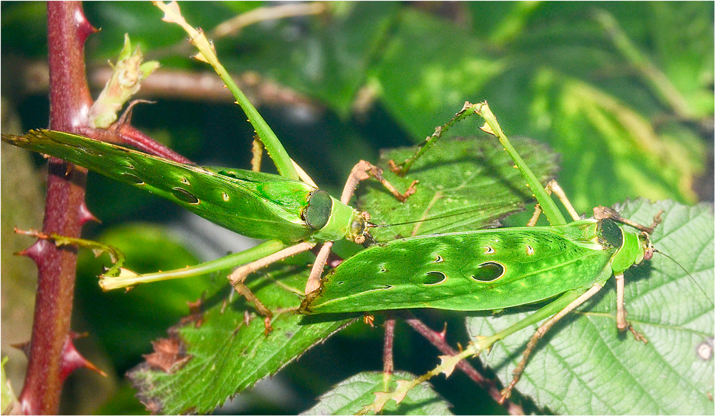 BLATTSCHRECKEN Foto & Bild | natur-makros, natur-kreativ