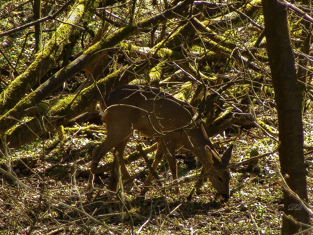 Blattschuss