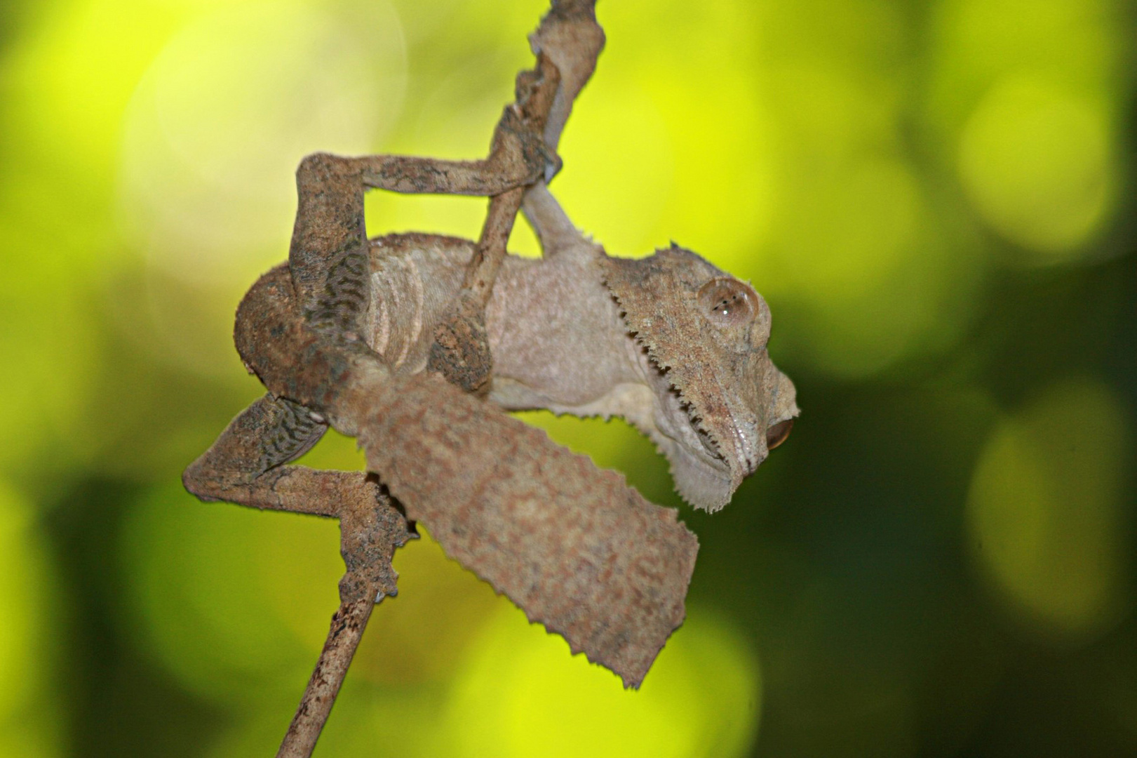 Blattschwanzgecko