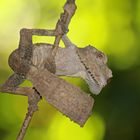 Blattschwanzgecko