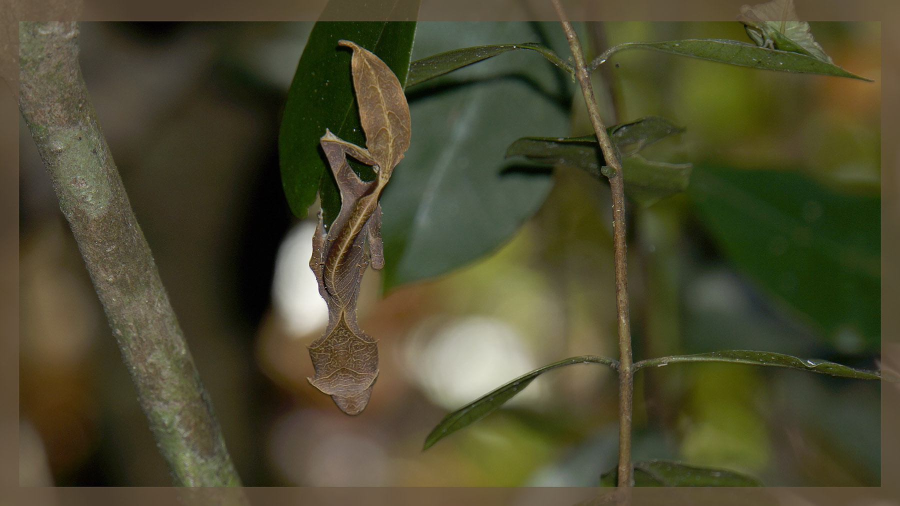 Blattschwanzgecko im Ranomafana National Park