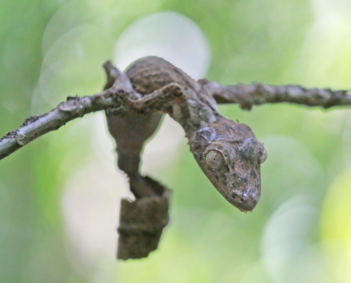 Blattschwanzgecko - Leaftail Gecko