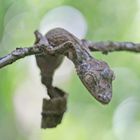 Blattschwanzgecko - Leaftail Gecko