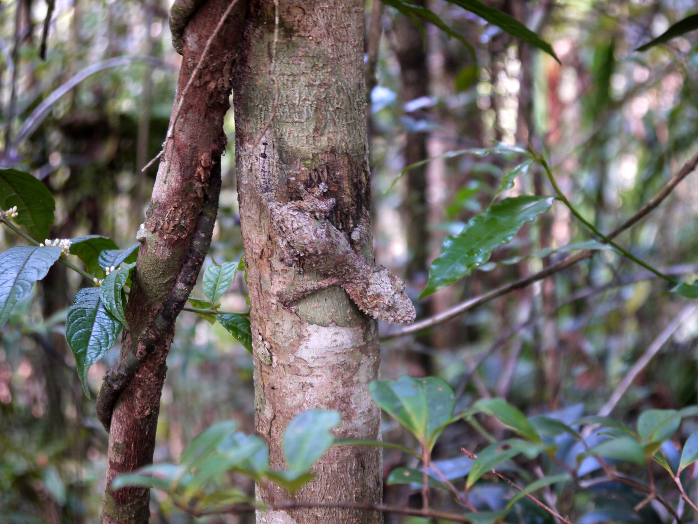 Blattschwanzgecko Madagaskar