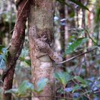 Blattschwanzgecko Madagaskar