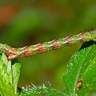 Blattspannerraupe ev. Entephria sp.* - Chenille d'un papillon de nuit.