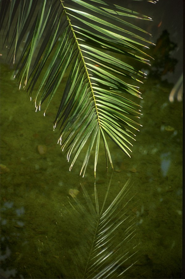 Blattspiegelung