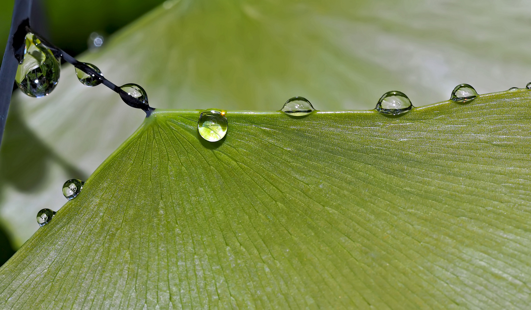 Blattstrukturen mit Tropfen... - Les structures d'une feuille et des gouttes d'eau.