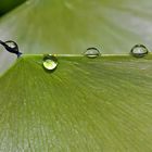 Blattstrukturen mit Tropfen... - Les structures d'une feuille et des gouttes d'eau.