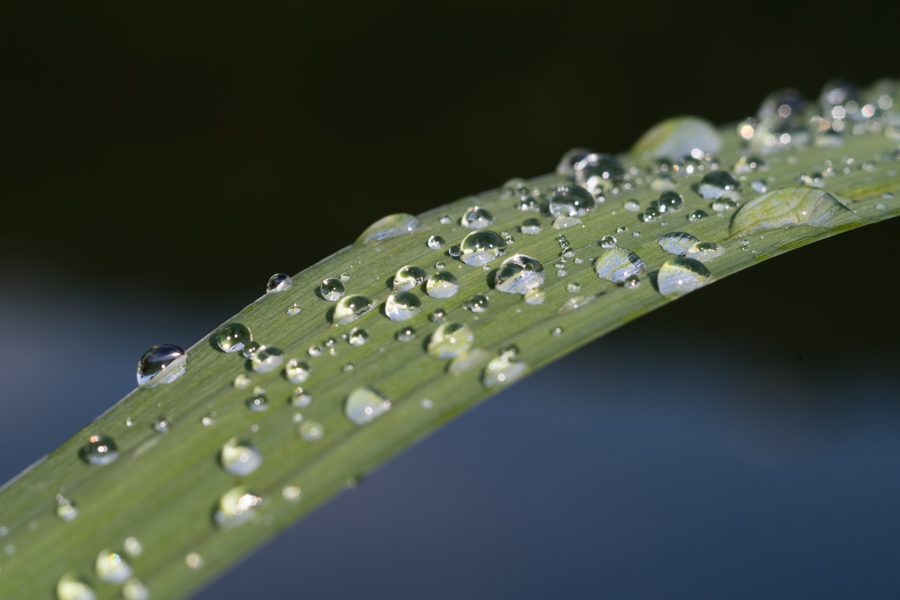 Blatttropfen - Nach dem Regen